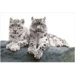 DIAMOND DOTZ - SNOW LEOPARDS DD12.064