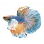 DIAMOND DOTZ - LUMINOUS FISH DD9.078