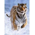 RAVENSBURGER PUZZLE 500 PCS TIGER IN THE SHOW 12000148 - Image 2