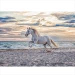 RAVENSBURGER PUZZLE 500 PCS WHITE HORSE 12000222 - Image 2