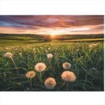 RAVENBURGER PUZZLE 500 PCS - PUSTEBLUMEN IM SONNENUT 12000592 - Image 2