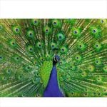 RAVENBURGER PUZZLE 500 PCS - PEACOCK 12001332 - Image 2