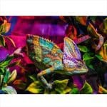 RAVENBURGER PUZZLE 500 PCS - CHAMELEON 12001333 - Image 2
