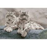 DIAMOND DOTZ - SNOW LEOPARDS DD12.064 - Image 3