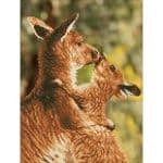 DIAMOND DOTZ KISSING KANGAS DD6.001 - Image 3