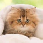 DINO PUZZLES CUTE CATS 3X55 33536 - Image 2
