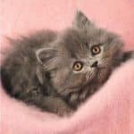 DINO PUZZLES CUTE CATS 3X55 33536 - Image 3