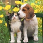 DINO PUZZLES CAT AND DOG 3X55 33537 - Image 2