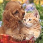 DINO PUZZLES CAT AND DOG 3X55 33537 - Image 3