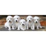 DINO PUZZLES 5 PUPPIES 150PIECES 39324 - Image 2