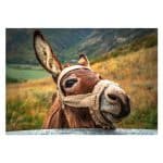 DINO PUZZLE DONKEY 500 PIECES 50248 - Image 2