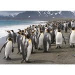 DINO PUZZLE PENGUINS 1000PCS 53283 - Image 2