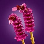 LEGO 11514 BOTANICAL - COSMOS FLOWERS - Image 4