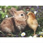 RAVENSBURGER 500 PCS PUZZLE - RABBIT AND CHICK 12001900 - Image 2