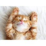 RAVENSBURGER 500 PCS PUZZLE - PUZZLE KITTY 12001905 - Image 2